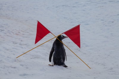 weg versperrt für pinguin