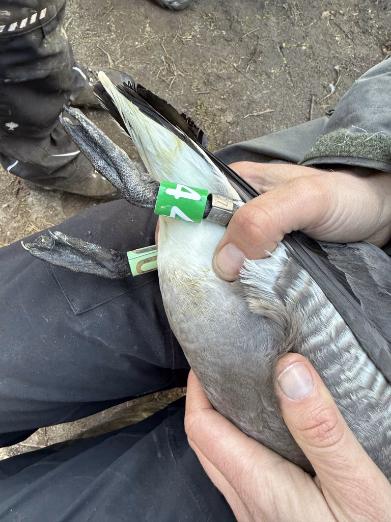 Ringelgänse Besenderung und Markierung in Zusammenarbeit mit FTZ