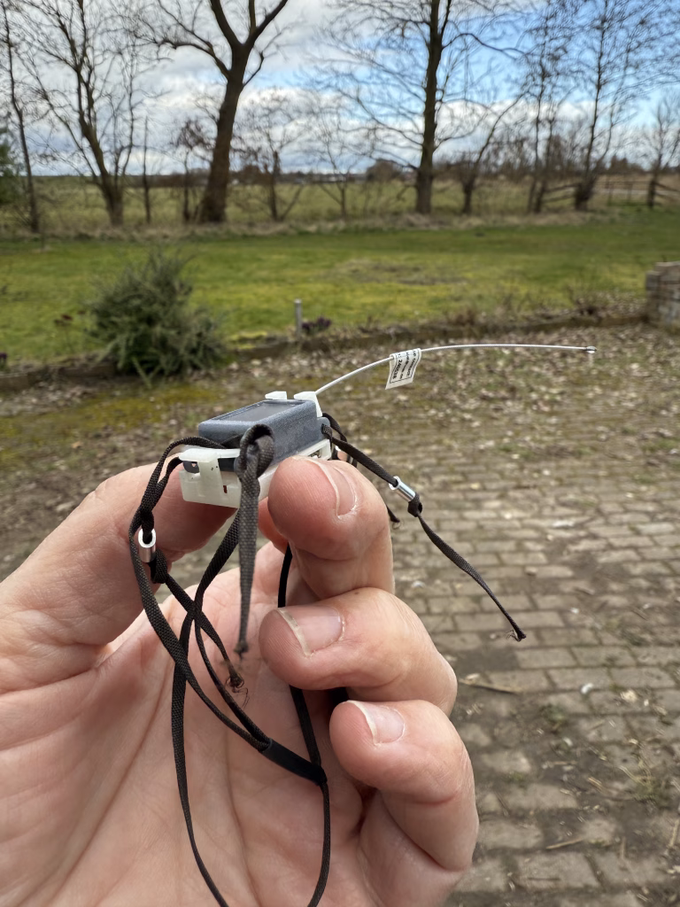 Forschung am Brachvogel